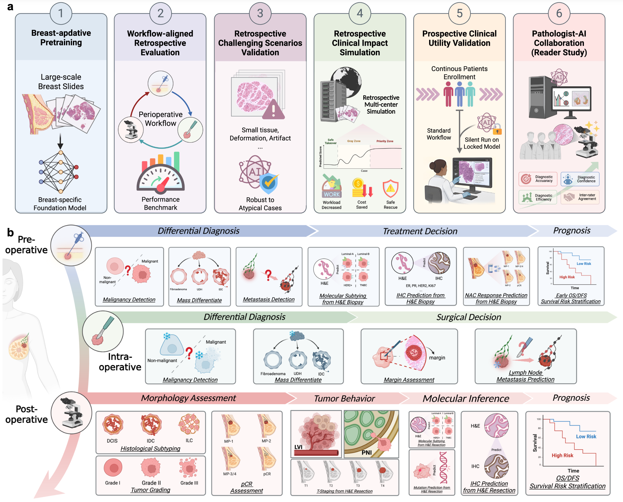 A Breast Vision Pathology Foundation Model for Real-world Clinical Utility