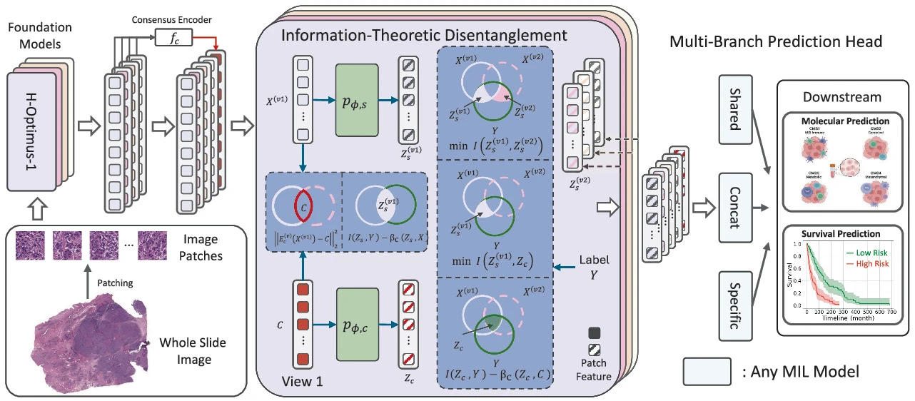One Slide, Many Views: Unifying Complementary Foundation Model Perspectives for WSI Analysis