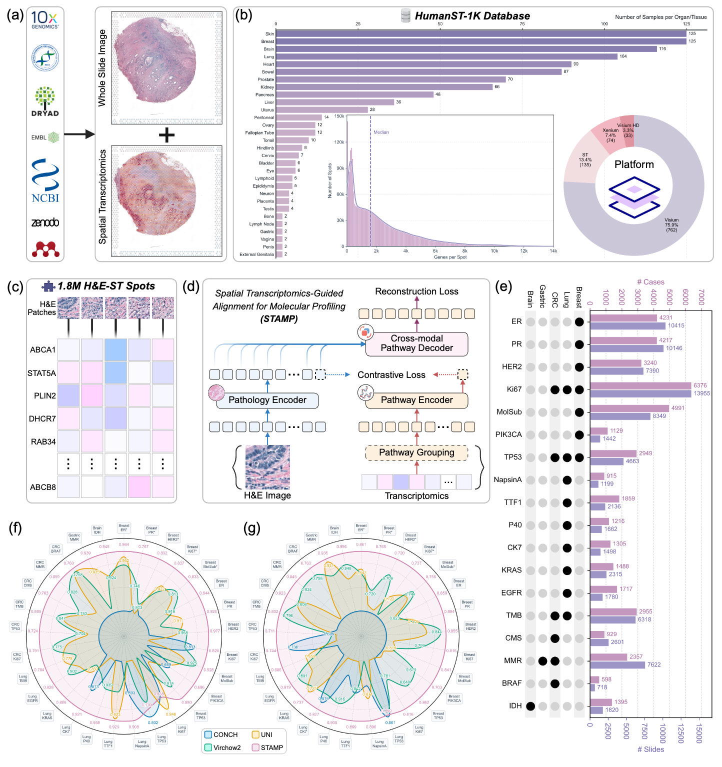 Spatial Transcriptomics-Guided Alignment Enhances Molecular Profiling in Pathology Foundation Model